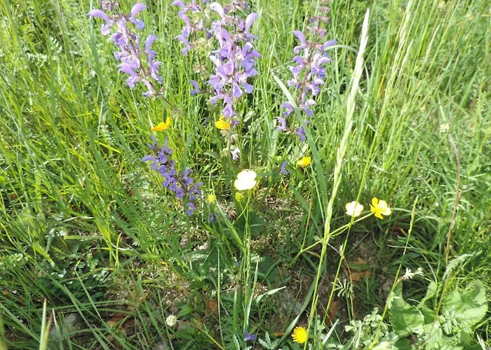 Alpenrose Appartamento