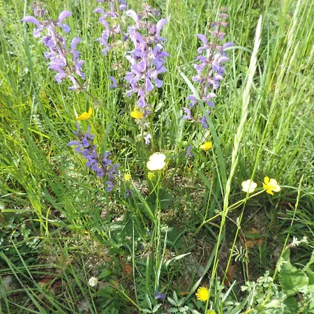 Alpenrose Appartement